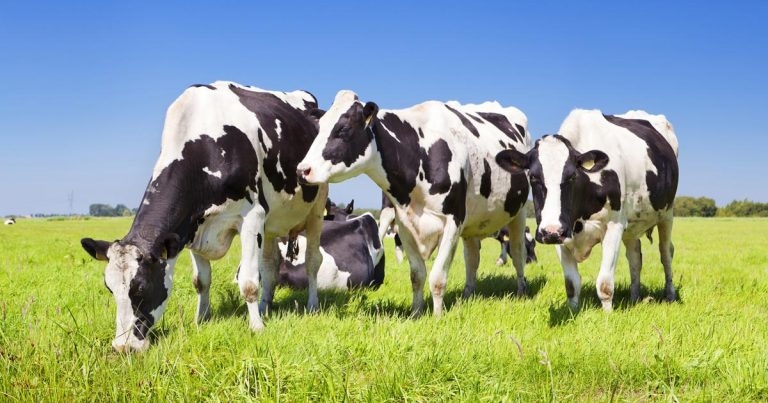 Update on national bovine viral diarrhoea eradication scheme