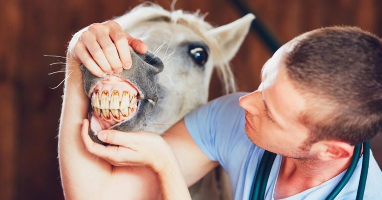 EVDA Congress success