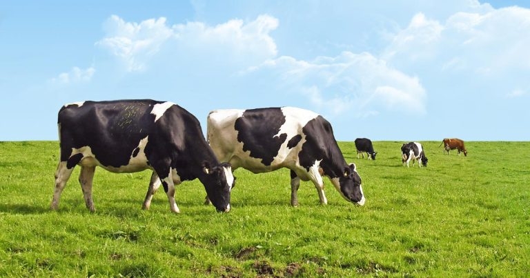 Effective herd health planning – latest thinking and strategies