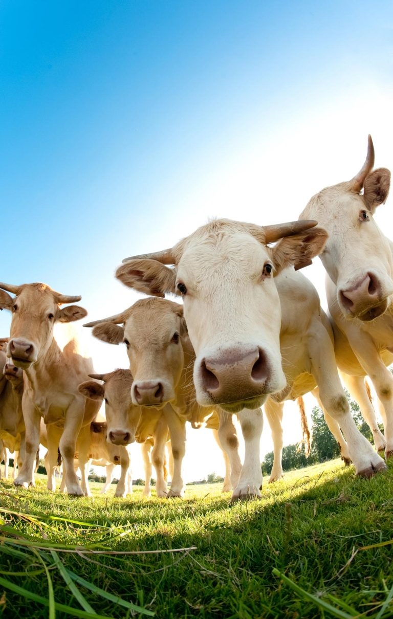 Have you herd? The grass is greener with Vetlexicon Bovis