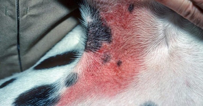 Dietary therapy for dermatological disorders in companion animals