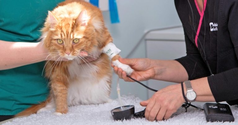 Managing hyperthyroidism in cats – part one: common comorbidities