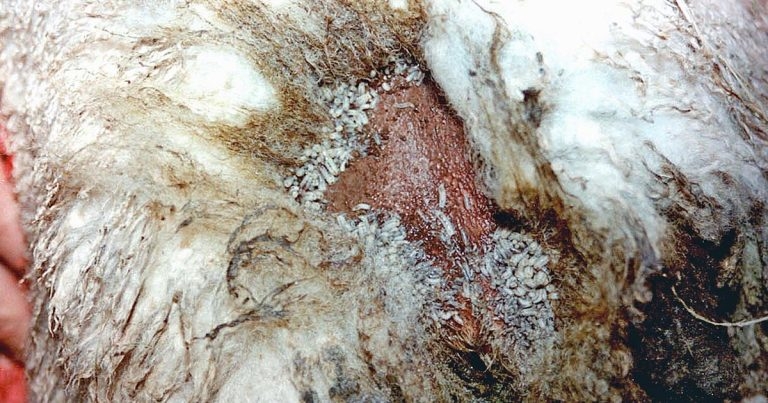 Blowfly strike in sheep: causes, influential factors and control