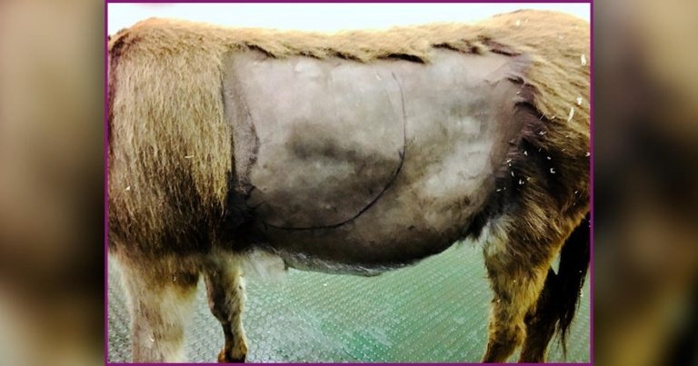 Gastric disorders in adult horses