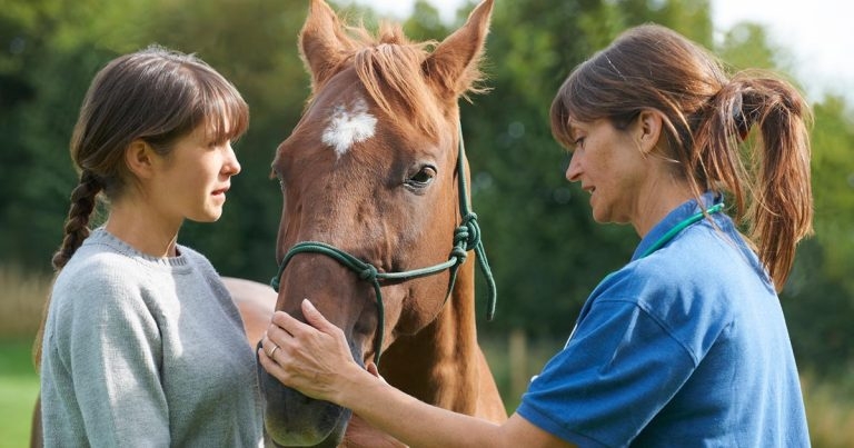 Horse owners want more preventive health education from vets – survey