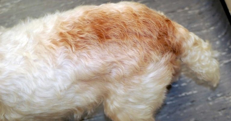 Canine dermatitis: what to rule out before testing for allergies