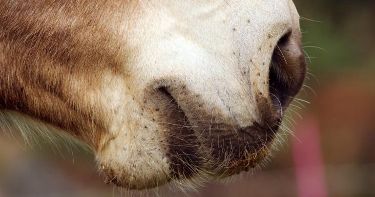 Equine asthma syndrome: emerging research