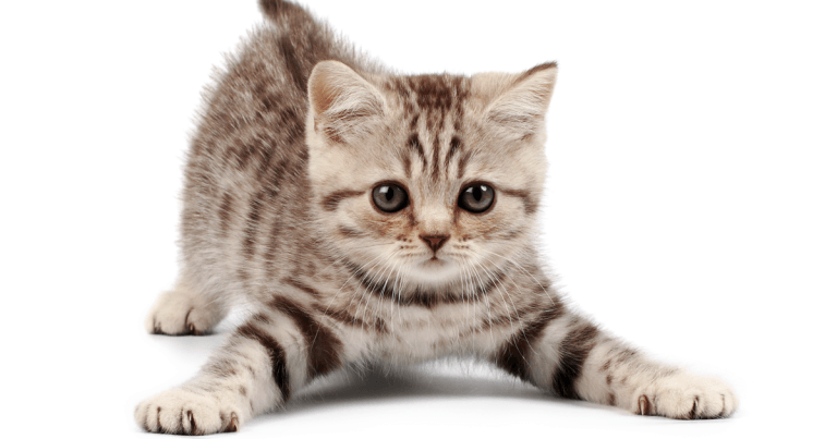 Investigation of dry FIP in a domestic shorthair kitten