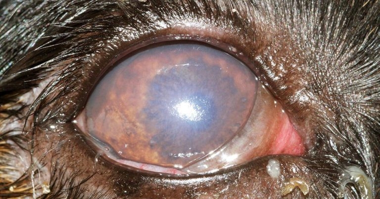 Chemical injuries in corneas