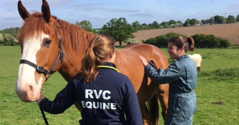 Joys of being an equine vet