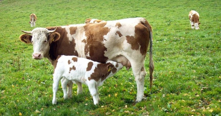 When suckler cows turn nasty