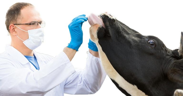 Challenging norm on dairy course