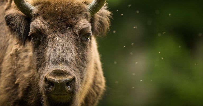 Farming future – deer, buffalo and bison?