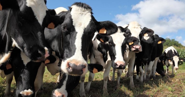 Tackling quality issues increases milk by ‘4p per litre’