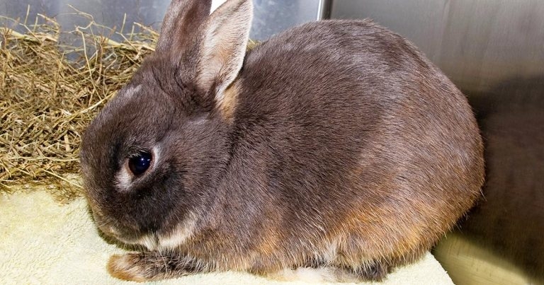 Classic versus new variant viral haemorrhagic disease in rabbits