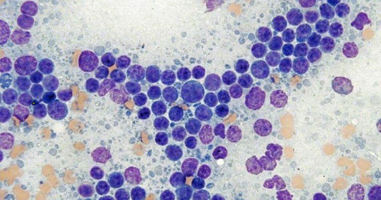 Canine lymphomas: diagnostic modality, therapy and innovation