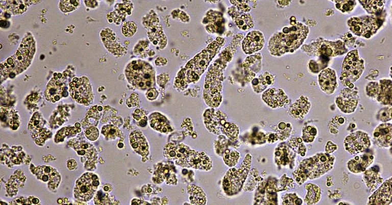 Cat with acute kidney injury