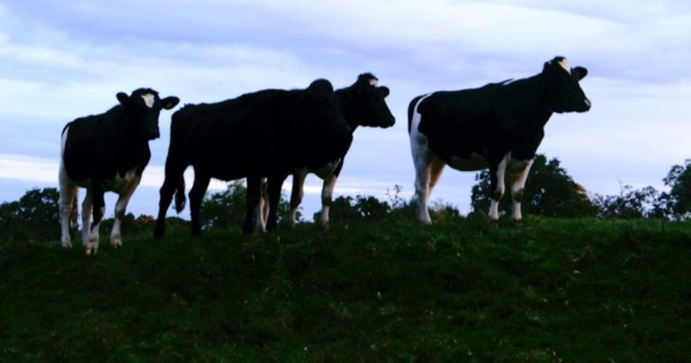 Parasite control in cattle: identification of infection