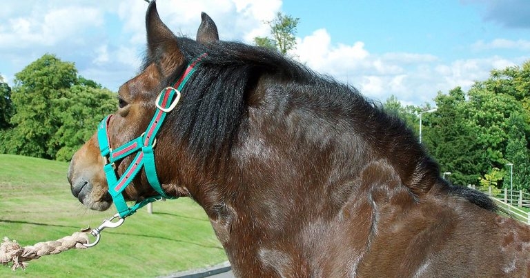 Managing obesity-related equine laminitis: part 2