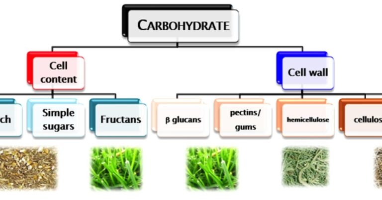 Inappropriate nutrition: occurrence, welfare consequences and advice for owners