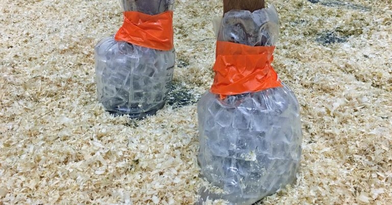 Management of equine pain – complications and innovations