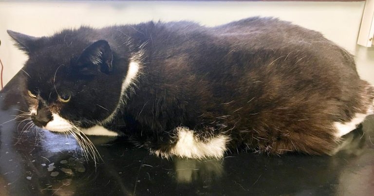 Best treatment and management options for feline hyperthyroidism