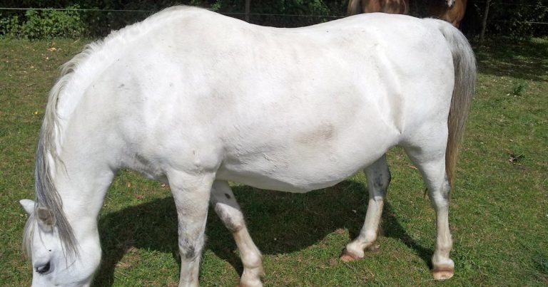 Equine endocrine diseases