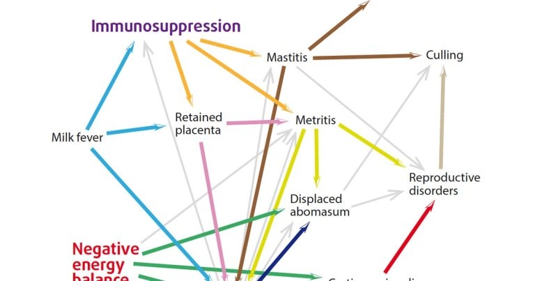 Management of transition cows: pre and post-calving