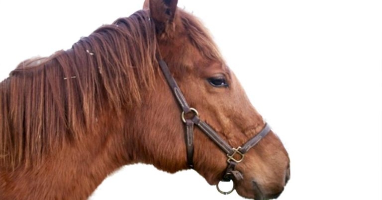 <em>Lawsonia intracellularis</em> infection case in a foal