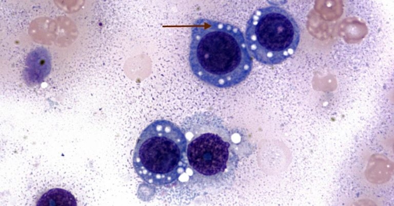 Case study of a young dog with haemorrhagic vaginal discharge