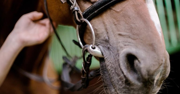 Management of bit lameness and breathlessness in ridden horses
