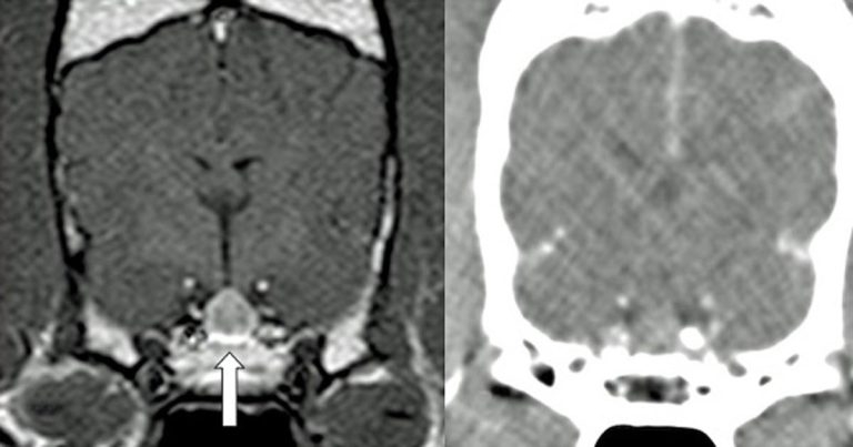 Is pituitary-dependent HAC in dogs a surgical disease?