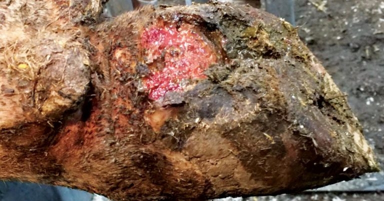 Cattle and sheep lameness: treating and preventing common problems