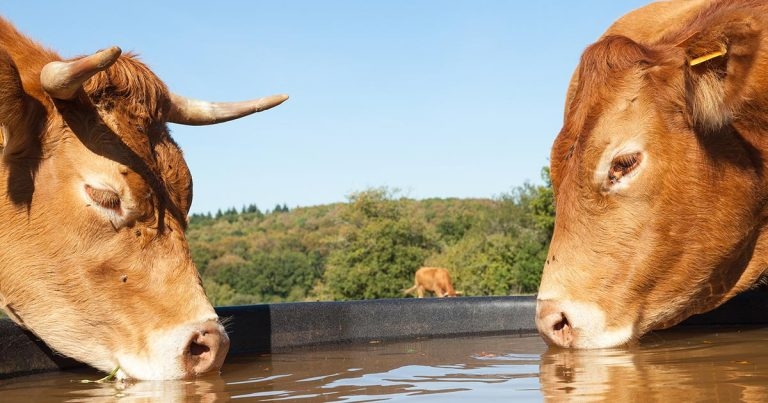 Water: the good, the bad and the ugly