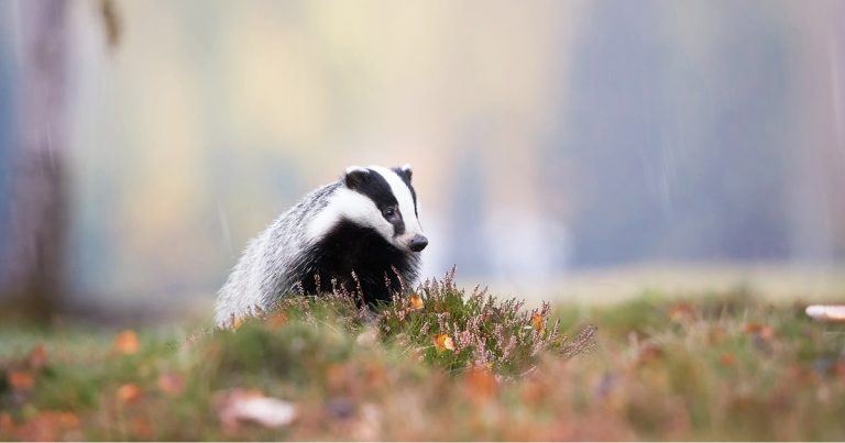 Defra promises to end badger cull – but no date given