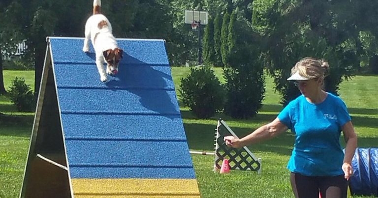 Obesity in companion animals – advice and management strategies