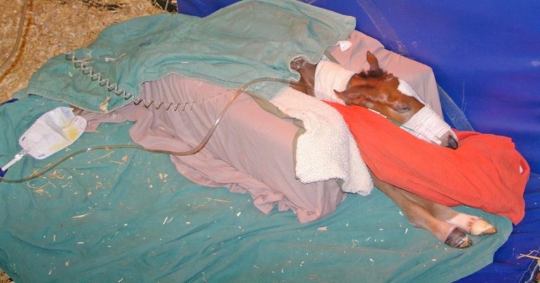 Neonatal maladjustment syndrome in foals