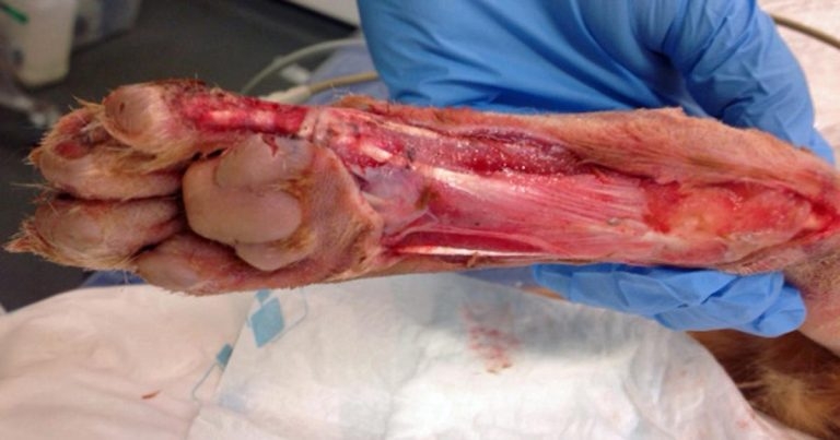 Management of canine and feline degloving injuries
