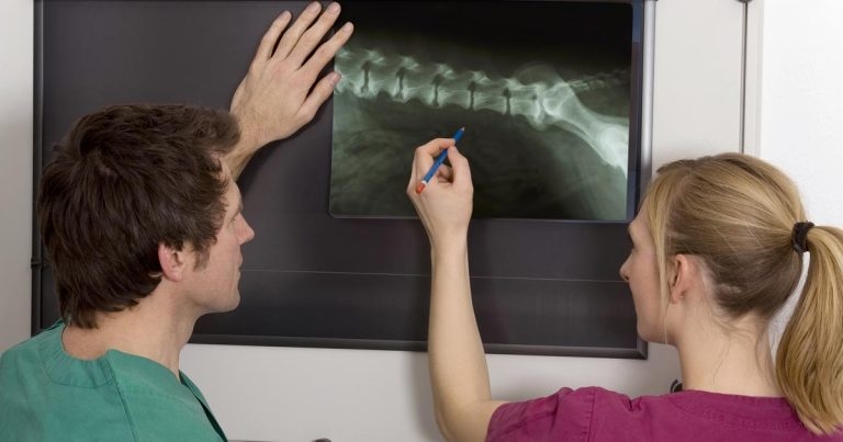 Canine joint disorders – effective OA treatments