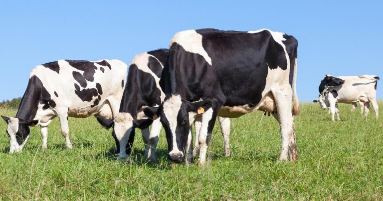 Turning organic, managing flies and bizarre remedies