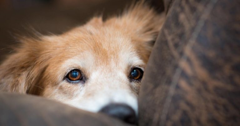 Firework events: minimising stress for canine patients