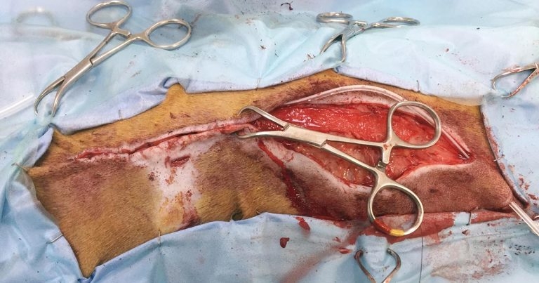 Wounds in companion animals: benefits of good management (2)