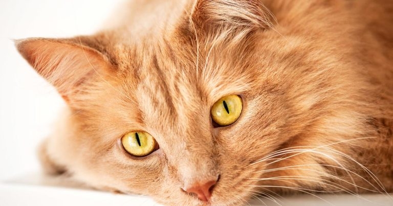 CRI vs intermittent bolus administration