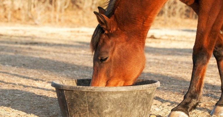 Equine nutrition: diet management and advice for owners