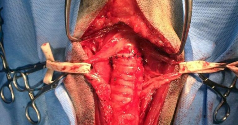 An old Labrador retriever with stridor: is it laryngeal paralysis?