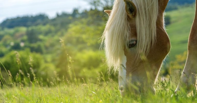 Equine impact of a ‘Great British bake-off’