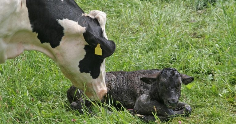Investigating transition cow issues, pre and post-calving