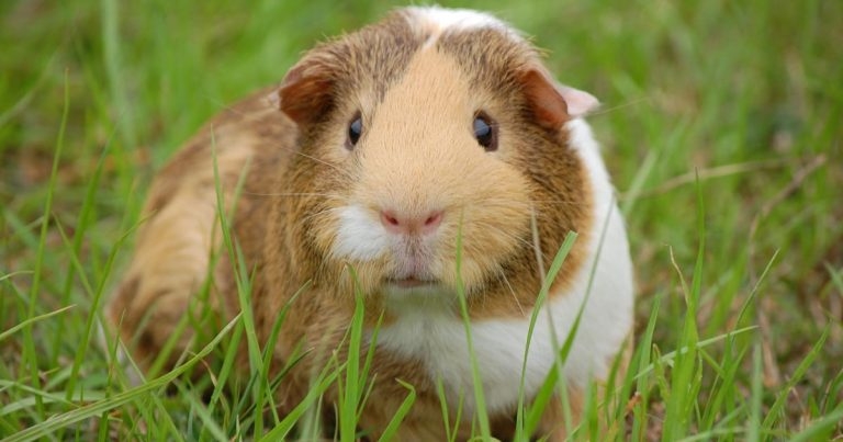 First Guinea Pig Awareness Week announced
