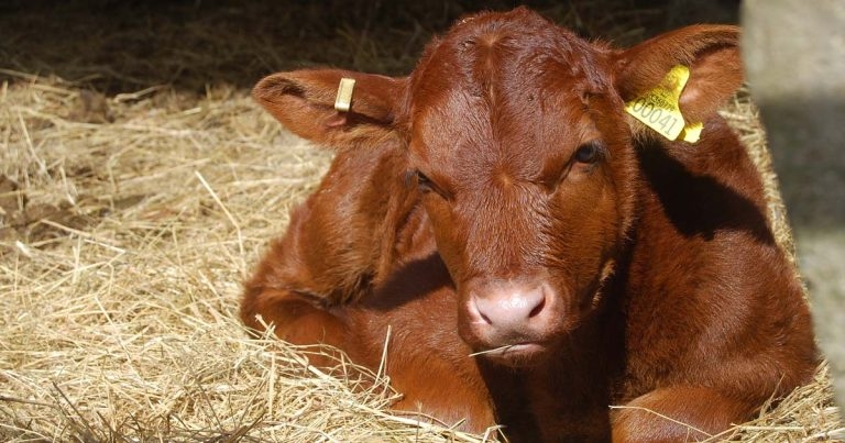 Farm animal cases from the laboratory