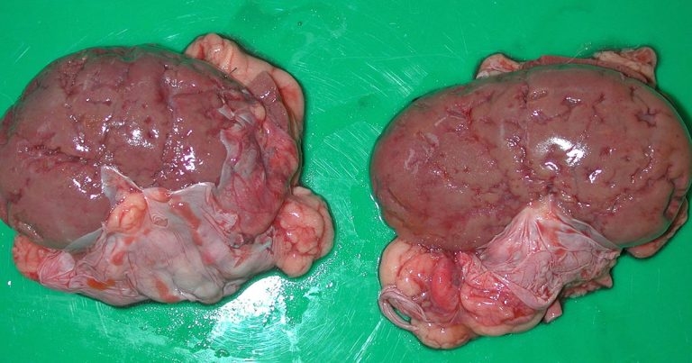 Diagnosis and treatment of chronic canine renal disease